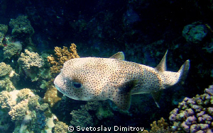 Puffer Fish. Close focus. Olimpys M 700 by Svetoslav Dimitrov 